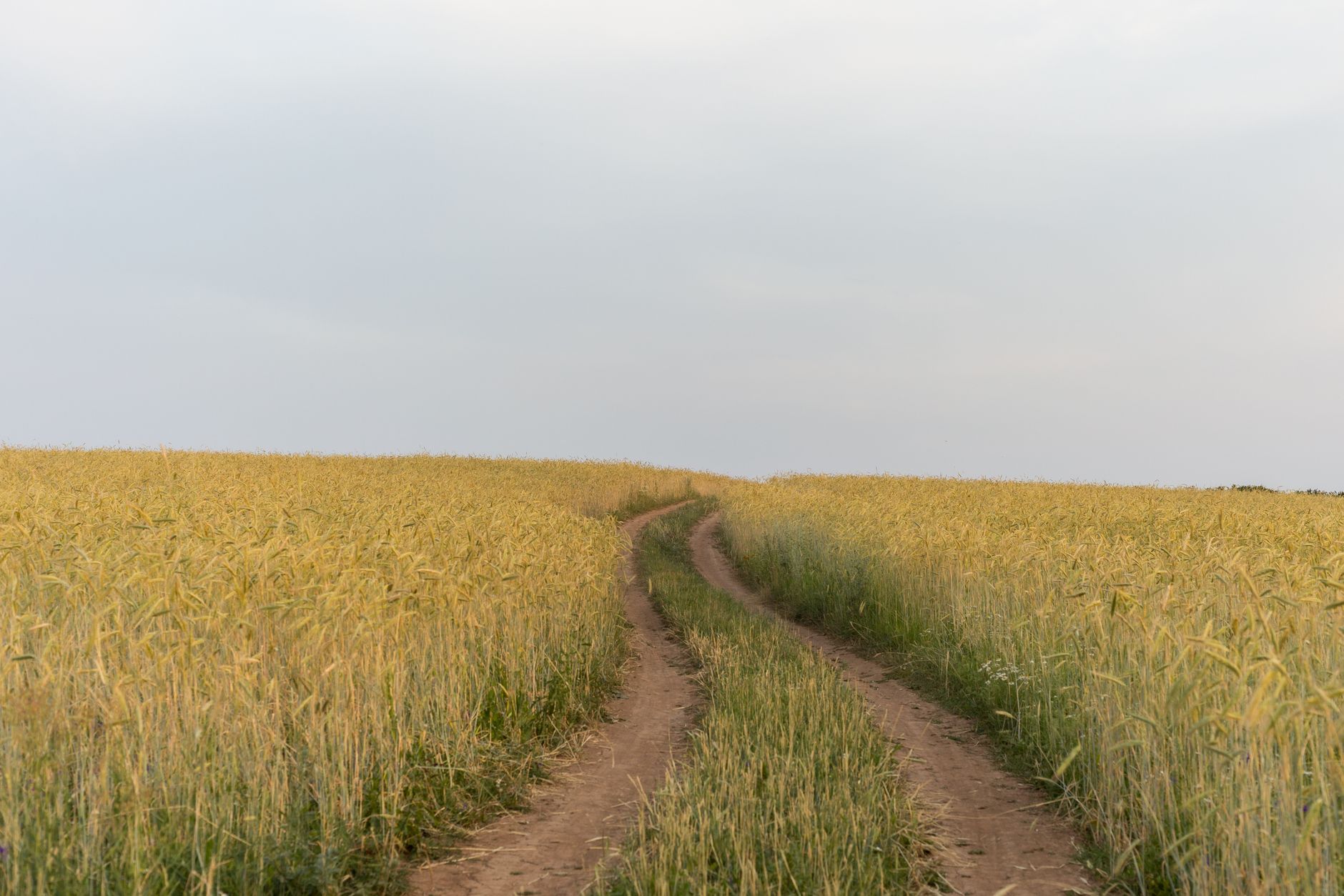 A rural Kansas road running past a wheat field